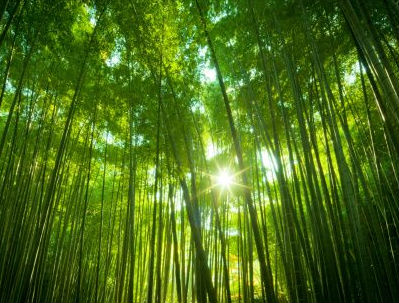 bambù gigante