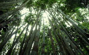 forest-background-screensavers-bamboo-desktop-nature-high-59127